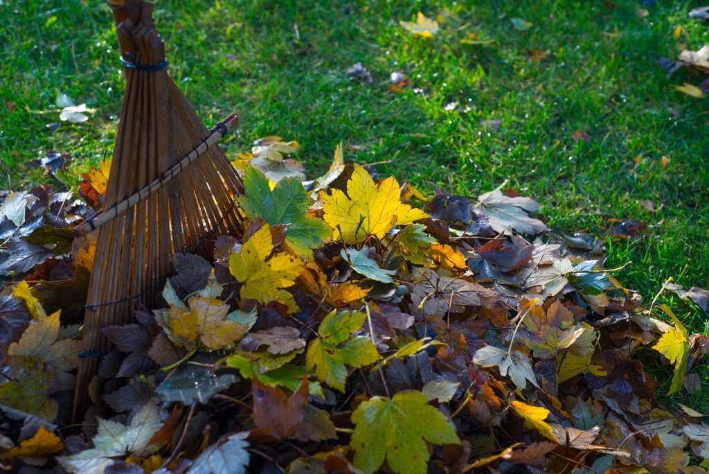 How to Rake Fall Leaves Without Wrecking Your Back